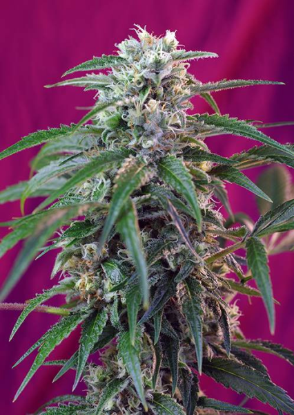 Green Poison Auto - SWEET SEEDS | TanieSianie.pl