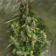 Amnesia Haze (Fast Version) | TanieSianie.pl