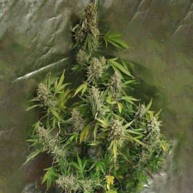 Amnesia Haze (Fast Version) | TanieSianie.pl