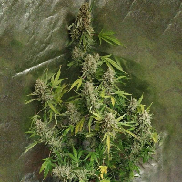 Amnesia Haze (Fast Version) | TanieSianie.pl