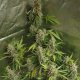 Amnesia Haze (Fast Version) | TanieSianie.pl