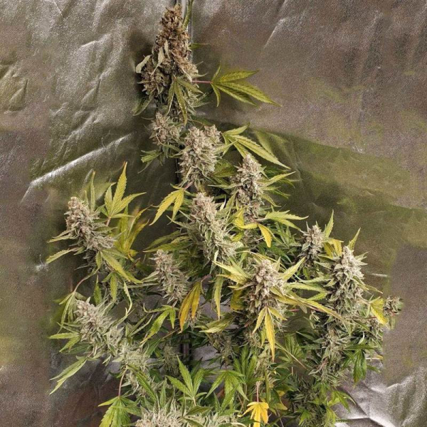 Amnesia Haze (Fast Version) | TanieSianie.pl