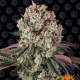 Glookies - BARNEY'S FARM | TanieSianie.pl