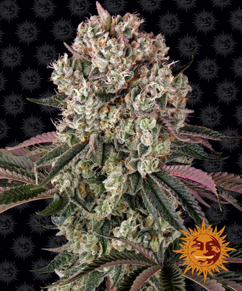 Glookies - BARNEY'S FARM | TanieSianie.pl