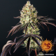 Glookies - BARNEY'S FARM | TanieSianie.pl