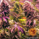 Glookies - BARNEY'S FARM | TanieSianie.pl