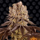 Purple Punch - BARNEY'S FARM | TanieSianie.pl