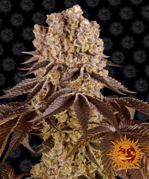 Purple Punch - BARNEY'S FARM | TanieSianie.pl