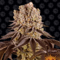 Purple Punch - BARNEY'S FARM