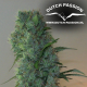 Masterkush - DUTCH PASSION | TanieSianie.pl