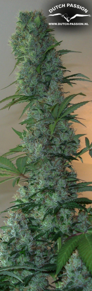 Masterkush - DUTCH PASSION | TanieSianie.pl