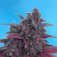Dark Devil Autoflowering - SWEET SEEDS | TanieSianie.pl