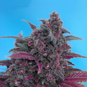 Dark Devil Autoflowering - SWEET SEEDS | TanieSianie.pl