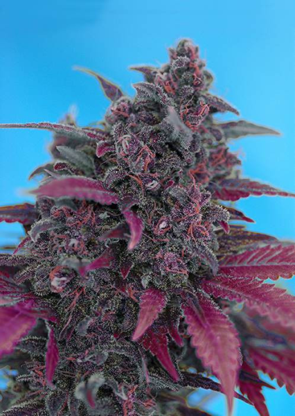Dark Devil Autoflowering - SWEET SEEDS | TanieSianie.pl