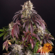 Purple Punch - BARNEY'S FARM | TanieSianie.pl