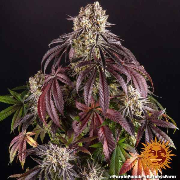 Purple Punch - BARNEY'S FARM | TanieSianie.pl