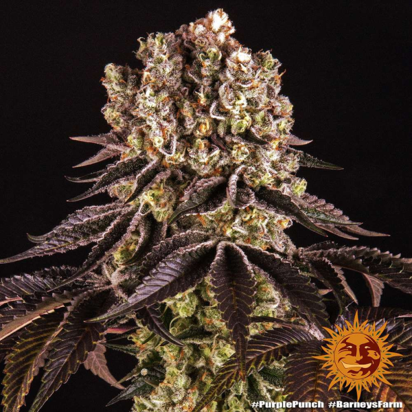 Purple Punch - BARNEY'S FARM | TanieSianie.pl