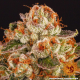 Purple Punch - BARNEY'S FARM | TanieSianie.pl