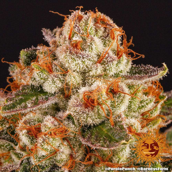 Purple Punch - BARNEY'S FARM | TanieSianie.pl