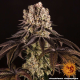 Purple Punch - BARNEY'S FARM | TanieSianie.pl