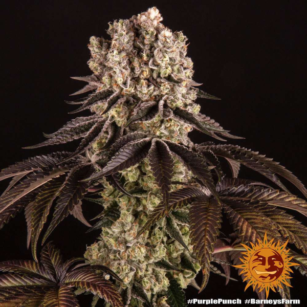 Purple Punch - BARNEY'S FARM | TanieSianie.pl