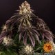 Purple Punch - BARNEY'S FARM | TanieSianie.pl