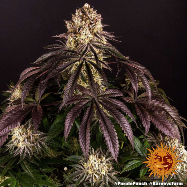 Purple Punch - BARNEY'S FARM | TanieSianie.pl
