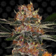 Purple Punch Auto - BARNEY'S FARM | TanieSianie.pl