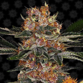 Purple Punch Auto - BARNEY'S FARM | TanieSianie.pl