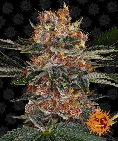 Purple Punch Auto - BARNEY'S FARM | TanieSianie.pl
