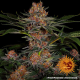 Purple Punch Auto - BARNEY'S FARM | TanieSianie.pl