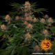 Purple Punch Auto - BARNEY'S FARM | TanieSianie.pl