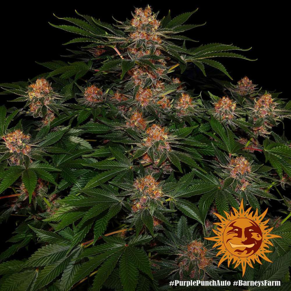 Purple Punch Auto - BARNEY'S FARM | TanieSianie.pl