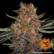Purple Punch Auto - BARNEY'S FARM | TanieSianie.pl