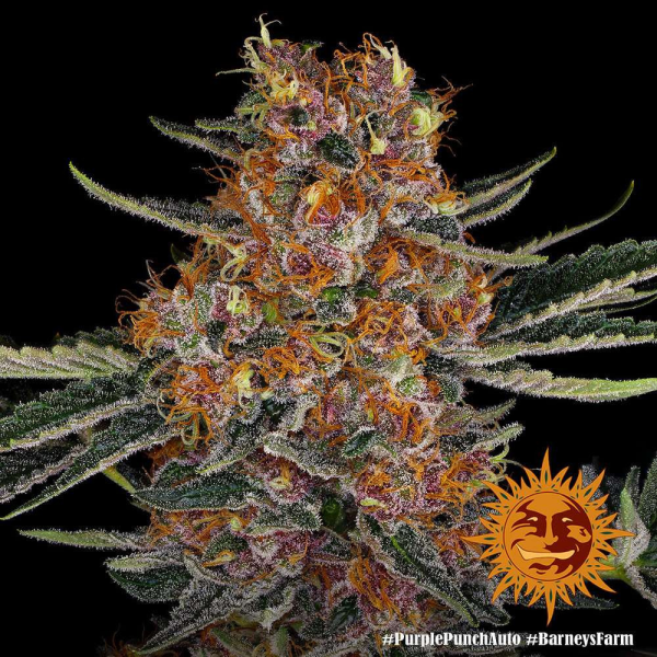 Purple Punch Auto - BARNEY'S FARM | TanieSianie.pl