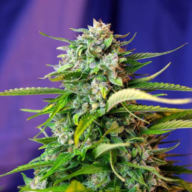 Jack 47 Auto - SWEET SEEDS | TanieSianie.pl