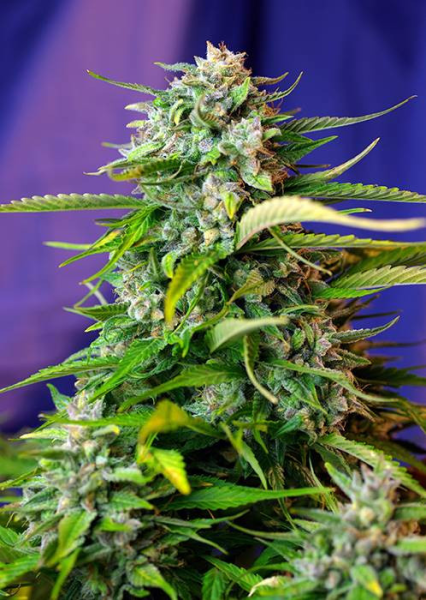 Jack 47 Auto - SWEET SEEDS | TanieSianie.pl