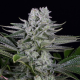 Gorilla CBD - DINAFEM | TanieSianie.pl
