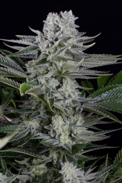 Gorilla CBD - DINAFEM | TanieSianie.pl