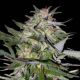 Feminized Collection #4 - ADVANCED SEEDS | TanieSianie.pl