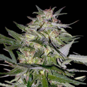 Feminized Collection #4 - ADVANCED SEEDS | TanieSianie.pl