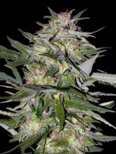 Feminized Collection #4 - ADVANCED SEEDS | TanieSianie.pl