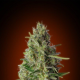 Feminized Collection #4 - ADVANCED SEEDS | TanieSianie.pl