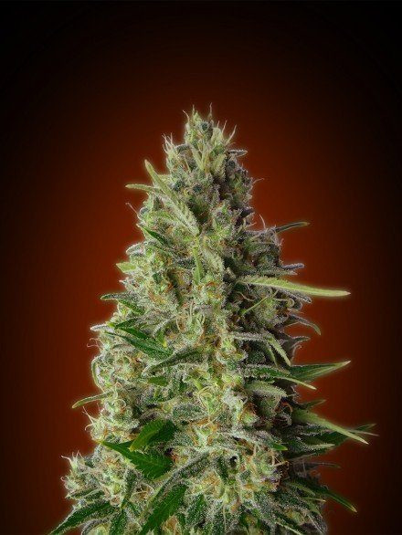 Feminized Collection #4 - ADVANCED SEEDS | TanieSianie.pl