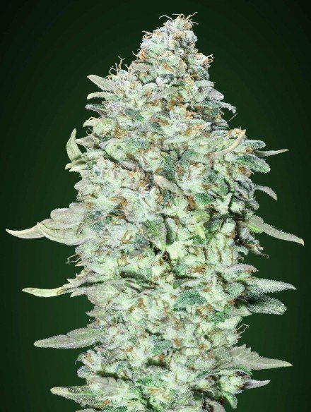 Feminized Collection #4 - ADVANCED SEEDS | TanieSianie.pl