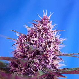 Red Poison Auto - SWEET SEEDS | TanieSianie.pl