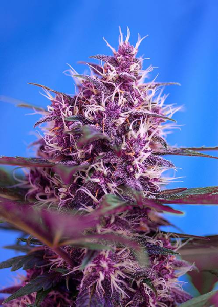 Red Poison Auto - SWEET SEEDS | TanieSianie.pl