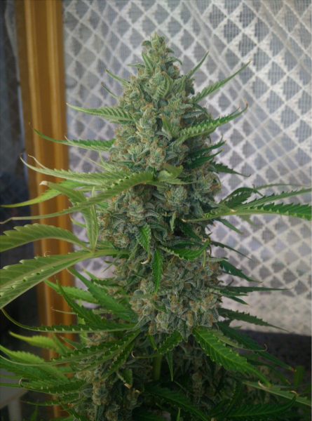 Mandarine XXL Auto | TanieSianie.pl