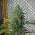 Mandarine XXL Auto