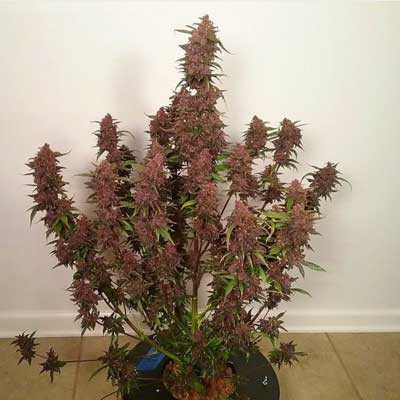 Dark Devil's Kiss Auto | TanieSianie.pl